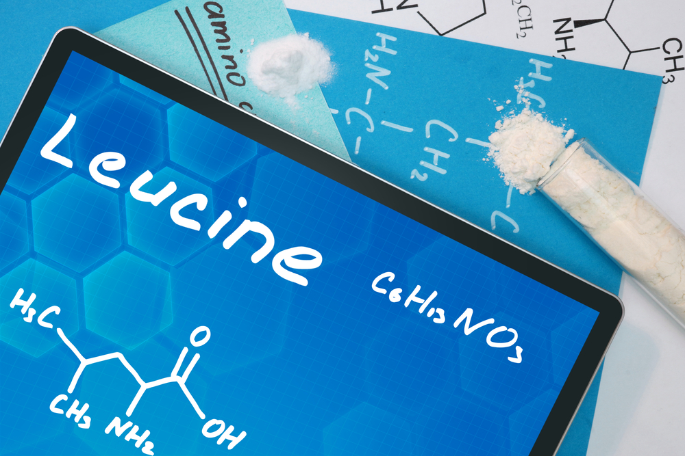 leucine for muscle growth